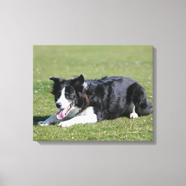 Impressão Em Tela Borda Collie Descendendo (Frente)