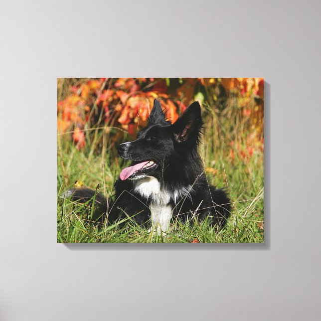 Impressão Em Tela Borda Collie Panting Deitado (Frente)