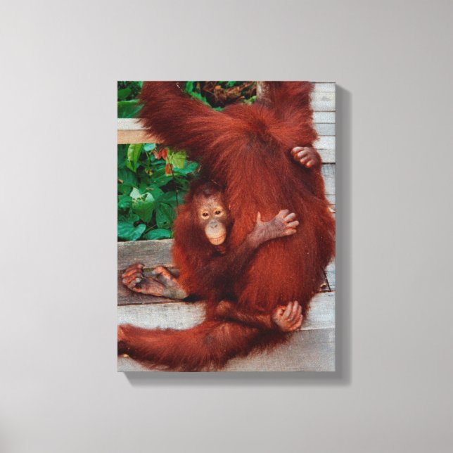 Impressão Em Tela Borneo orangutan (Frente)