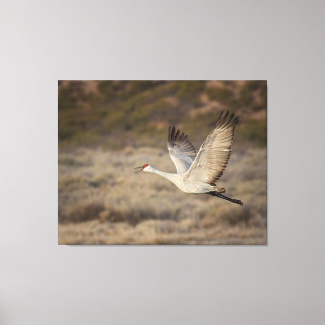 Impressão Em Tela Bosque del Apache NWR (Frente)
