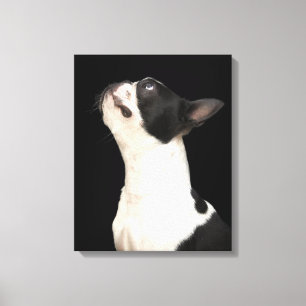 Impressão Em Tela Boston preto e branco Terrier que olha acima