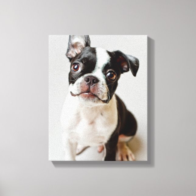Impressão Em Tela Boston Terrier (Frente)