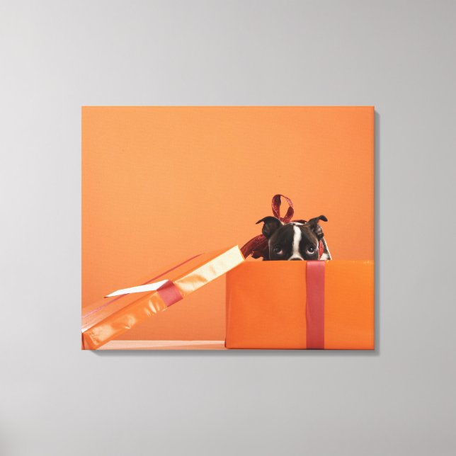 Impressão Em Tela Boston terrier cachorrinho (Frente)