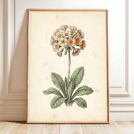 Impressão em Tela Botânica Polyanthus Galeria de A