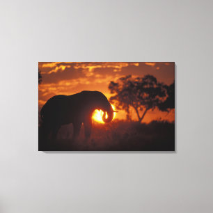 Impressão Em Tela Botswana, Parque Nacional Chobe, Elefante Macho