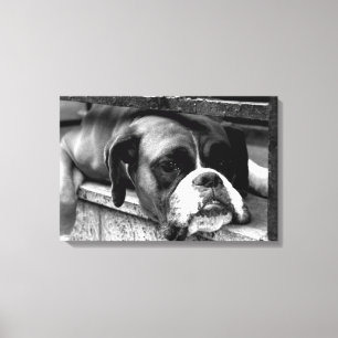 Impressão Em Tela Boxer Dog On Windows 24x16 (60x40cm) waccn