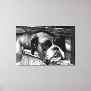 Impressão Em Tela Boxer Dog On Windowsill 36x24 (90x60cm) waccn