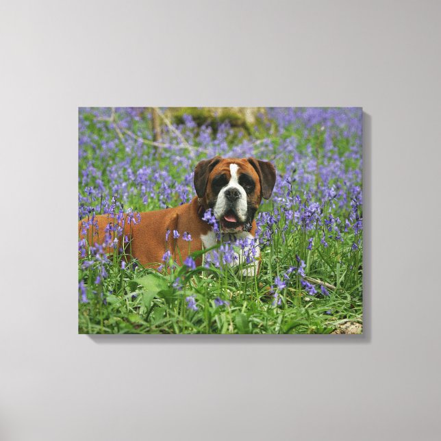 Impressão Em Tela Boxer Lay in Bluebells (Frente)