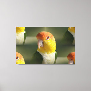 Impressão Em Tela Branco bonito papagaio inchado do Caique