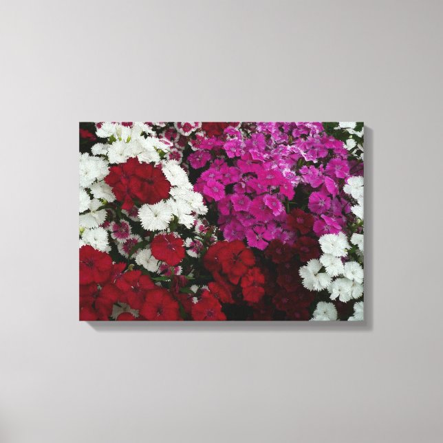 Impressão Em Tela Branco, Rosa e Vermelho Dianthus Floral (Frente)