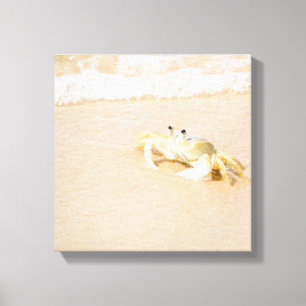 Impressão Em Tela Brasil, Rio de Janeiro, Buzios, caranguejo sobre