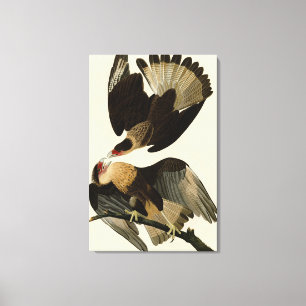 Impressão Em Tela Brasilian Caracara Eagle, Audubon Birds of America