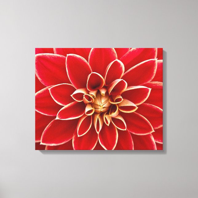Impressão Em Tela Bright Red Dahlia Closeup (Frente)