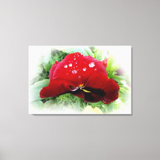 Impressão Em Tela Bright Red Pansy (Frente)