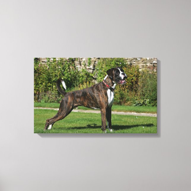 Impressão Em Tela Brindle Boxer Dog Show Stance (Frente)