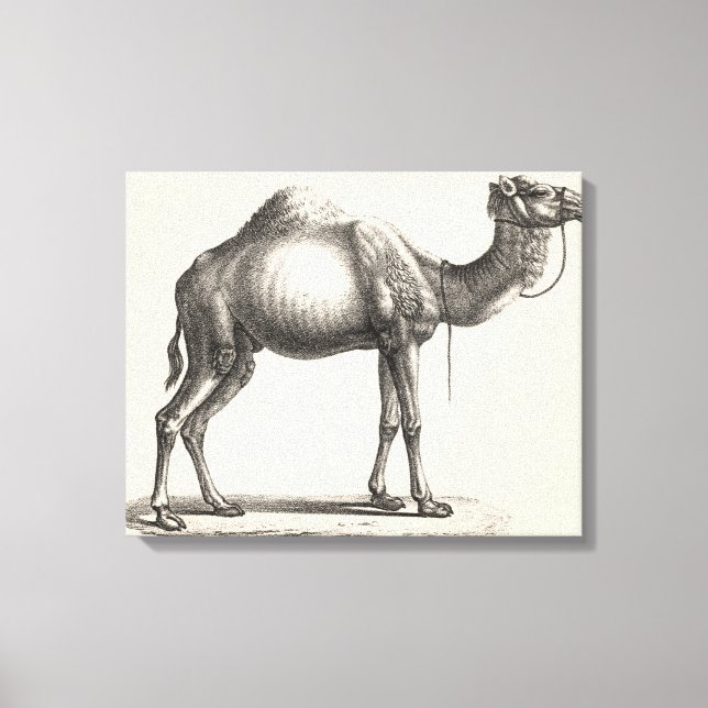 Impressão Em Tela Brodtmann Dromedary Camel Sketch (Frente)