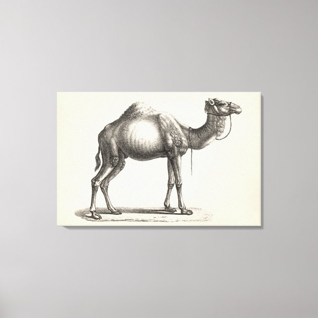 Impressão Em Tela Brodtmann Dromedary Camel Sketch (Frente)