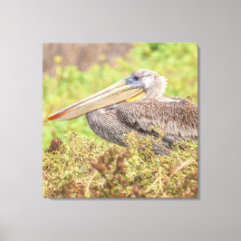 Impressão Em Tela Brown Pelican
