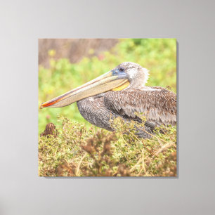 Impressão Em Tela Brown Pelican