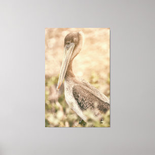 Impressão Em Tela Brown Pelican