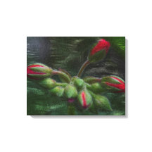 Buchas de Gerânio Flor