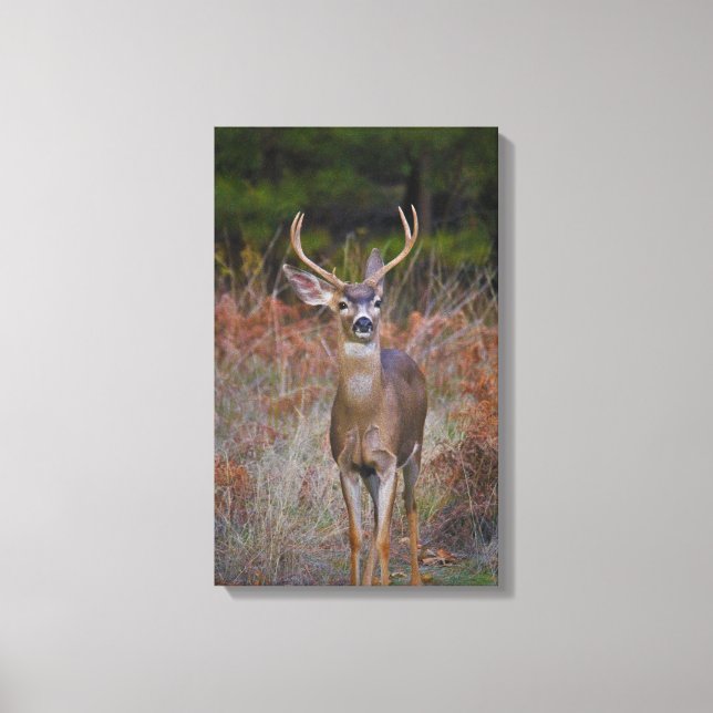 Impressão Em Tela Buck para aqui! (Frente)