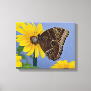 Impressão Em Tela Buckeye Borboleta na margarida amarela