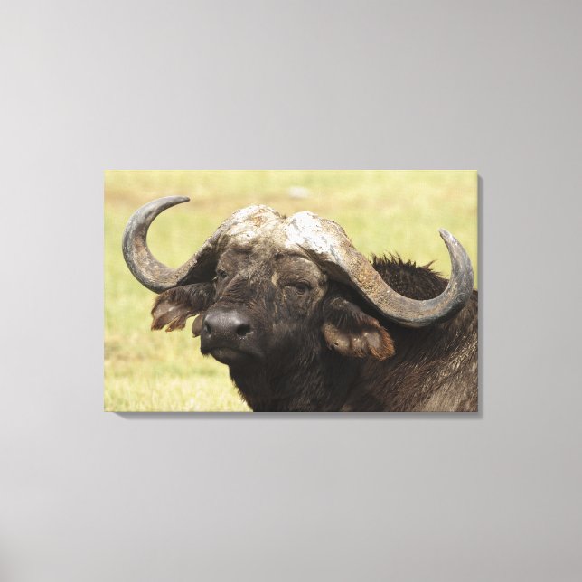 Impressão Em Tela Búfalo-africano, Syncerus caffer (Frente)
