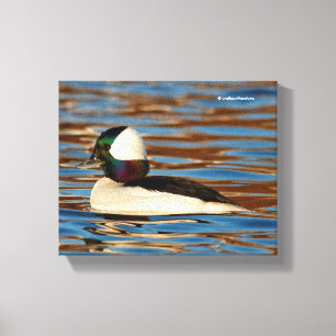 Impressão Em Tela Bufflehead masculino na tarde Sun