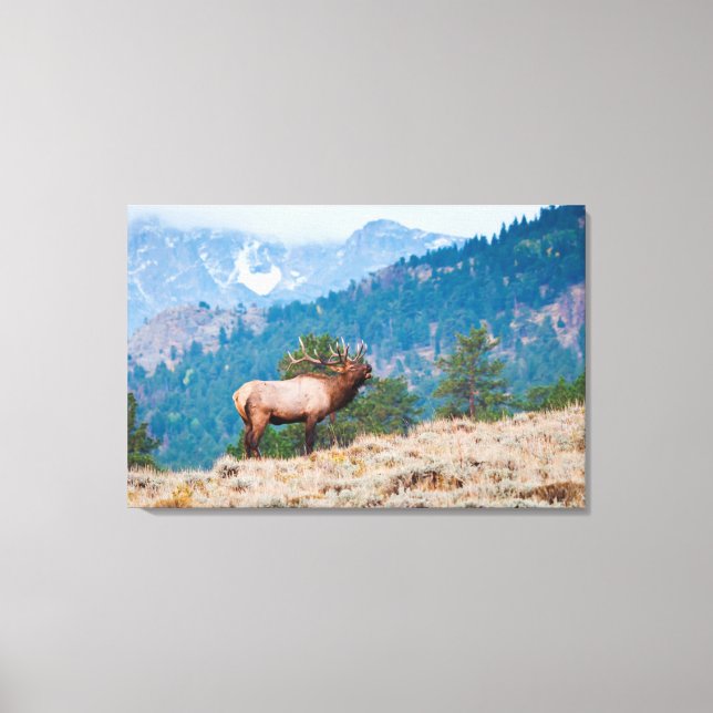 Impressão Em Tela Bugido de Touro de Alce (Cervus Elephus) (Frente)