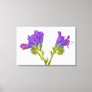 Impressão Em Tela Bugloss roxo das víboras (plantagineum do echium)