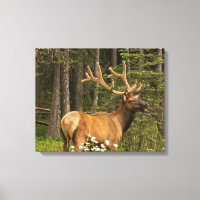 Bull Elk in Velvet, Canada