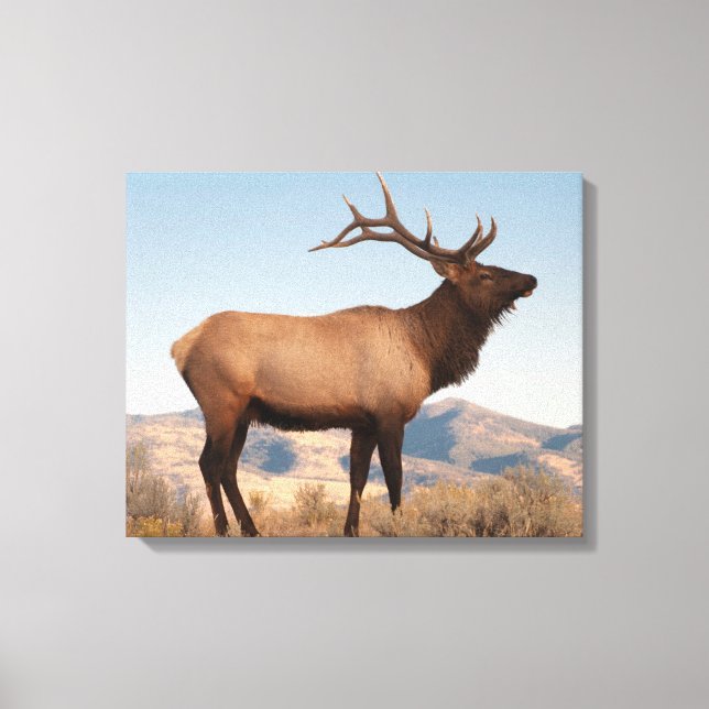 Impressão Em Tela Bull Elk Near Mammoth | Wyoming (Frente)