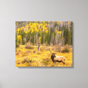 Impressão Em Tela Bull Elk Rocky Mountain National Park Colorado