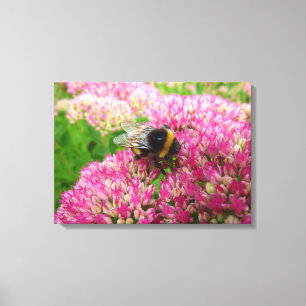 Impressão Em Tela Bumble Bee no Sedum "Autumn Joy"