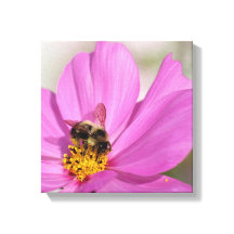 Bumblebee Cosmos