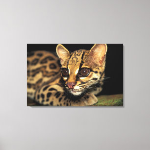 Impressão Em Tela CA, Panamá Central, Soberania NP, Margay 2