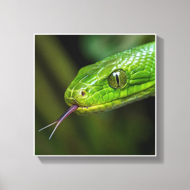 Impressão Em Tela Cabeça de Cobra Verde (Frente)