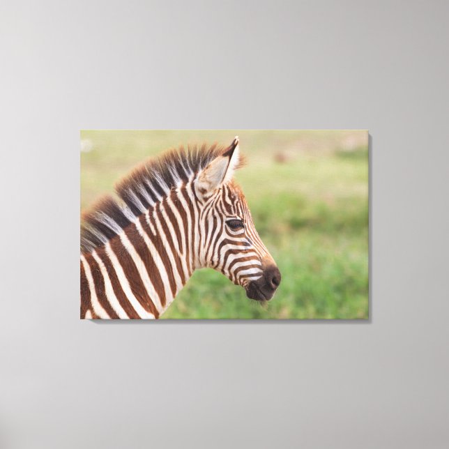 Impressão Em Tela Cabeça de zebra bebê, Tanzânia (Frente)