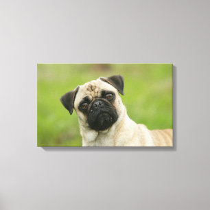 Impressão Em Tela Cabeça do Pug armada olhando a câmera
