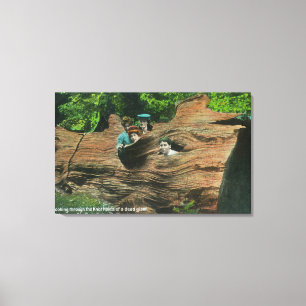 Impressão Em Tela Cabeças expor em furos de nó da sequóia vermelh