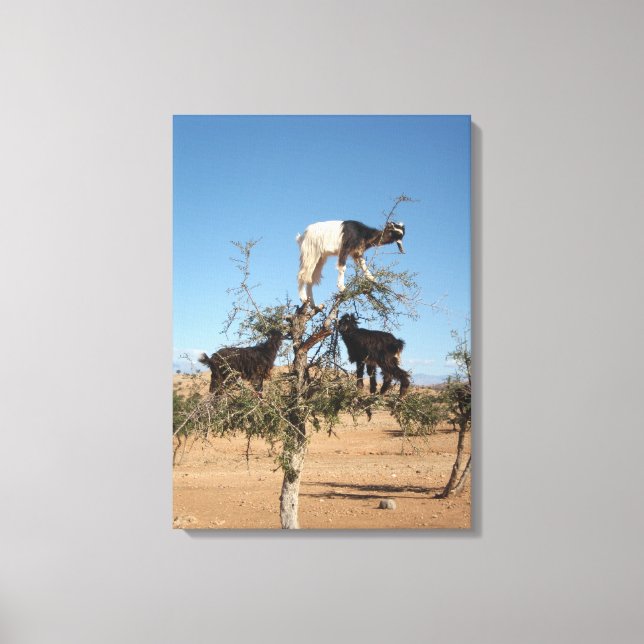 Impressão Em Tela Cabras engraçadas numa árvore (Frente)