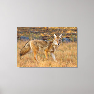 Impressão Em Tela Caça de coiote (Canis Latrans)