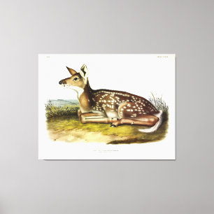 Impressão Em Tela Caçador-de-cara-coroa-branca, coroa-coroa, Audubo