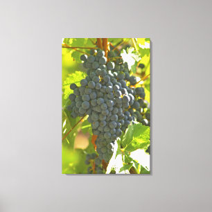 Impressão Em Tela cacho de uva Cabernet Sauvignon no Chateau
