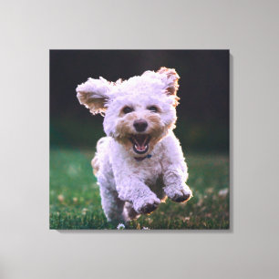 Impressão Em Tela Cachorro Branco de Poodle