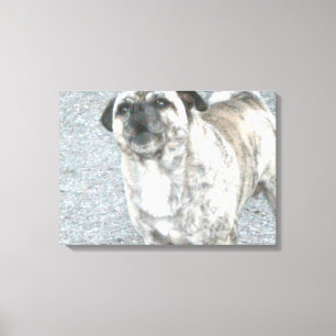 Impressão Em Tela Cachorro Bulldog Latindo
