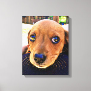 Impressão Em Tela Cachorro Cachshund Puppy Castanho