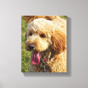 Impressão Em Tela Cachorro de Goldendoododododle