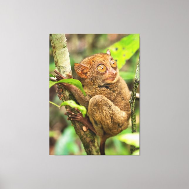 Impressão Em Tela Cachorro de Tarsier (Frente)